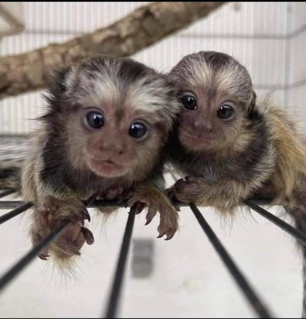 masculi-si-femele-maimute-marmoset-de-vanzare-big-1