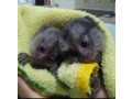 maimute-marmoset-super-dragute-disponibile-acum-small-1