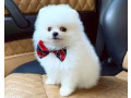 pomerania-magnific-pregatiti-pentru-adoptie-small-0