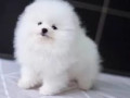 pomerania-magnific-pregatiti-pentru-adoptie-small-2