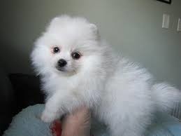 pomerania-magnific-pregatiti-pentru-adoptie-big-1