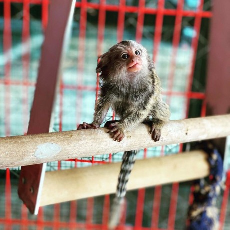 maimute-marmoset-frumoase-de-vanzare-big-0