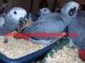 papagalii-gri-africani-de-vanzare-small-1