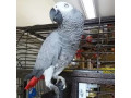 papagalii-gri-africani-de-vanzare-small-0
