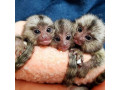 pereche-de-maimuta-marmoset-de-vanzare-small-0