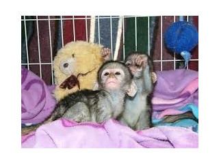 De vânzare gemeni pui de maimuțe capucin
