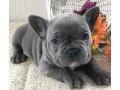 bulldogi-francezi-inregistrati-pentru-adoptare-small-0
