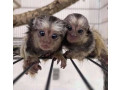 frumoasa-maimuta-marmoset-disponibila-small-0
