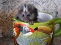 adorabila-pereche-de-maimute-marmoset-small-0