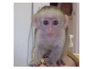 Maimuțe Capucine super drăguțe