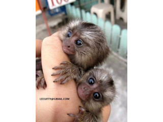 Superbe pui de maimuță marmoset cu degete de vânzare