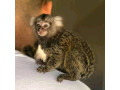 maimuta-marmoset-afectuoasa-pentru-vanzare-small-0
