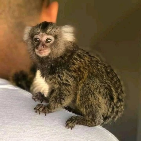 maimuta-marmoset-afectuoasa-pentru-vanzare-big-0