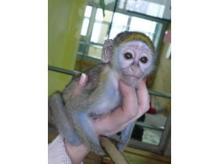 Maimuțe Capucine de calitate pentru adopție