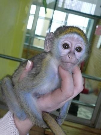 maimute-capucine-de-calitate-pentru-adoptie-big-0