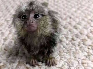Maimuță marmoset fermecătoare pentru adopție