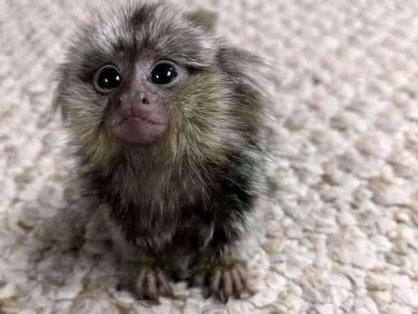 maimuta-marmoset-fermecatoare-pentru-adoptie-big-0