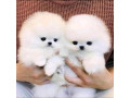 pui-pomeranian-sanatosi-care-au-nevoie-de-o-noua-casa-small-0
