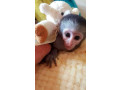 scutece-maimuta-capucina-dresata-copii-pentru-adoptie-small-0