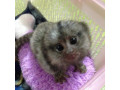 maimute-marmoset-dresate-cu-scutece-de-vanzare-small-0