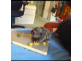maimute-marmoset-au-nevoie-de-o-casa-noua-small-0