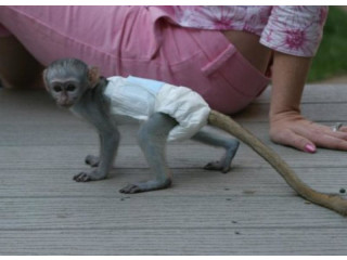 Maimuțe capucinine frumoase disponibile