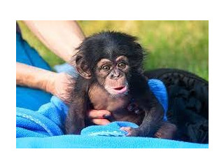 Copil sănătos de cimpanzeu gratuit