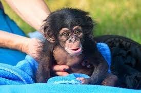 copil-sanatos-de-cimpanzeu-gratuit-big-0
