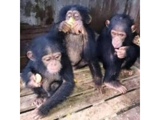 Remarcabil pui de maimuță cimpanzeu de vânzare