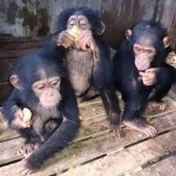 remarcabil-pui-de-maimuta-cimpanzeu-de-vanzare-big-0