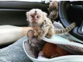 frumoase-maimute-marmoset-pentru-adoptie-small-0