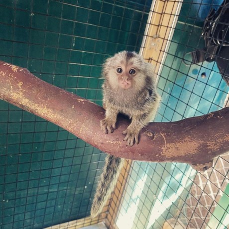 frumoase-maimute-marmoset-pentru-adoptie-big-0