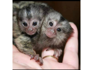 Maimuțe marmoset frumoase disponibile