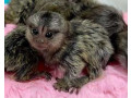 maimute-marmoset-pigmee-de-vanzare-small-0