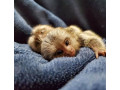 maimute-marmoset-pigmee-disponibile-small-0