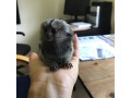 maimute-marmoset-disponibile-small-1