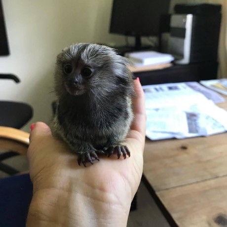 maimute-marmoset-disponibile-big-0