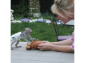 dragute-maimute-capucine-pentru-adoptie-small-0