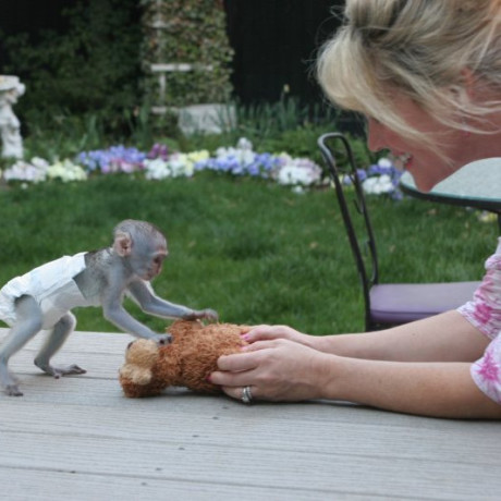 dragute-maimute-capucine-pentru-adoptie-big-0