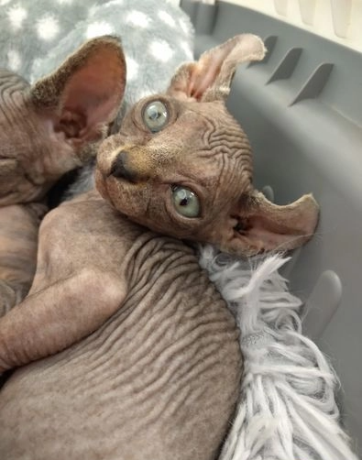 elf-sphynx-kittens-vandut-big-2