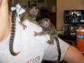 maimute-marmoset-pentru-reasezare-small-0
