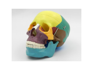 Craniu uman in culori (cod S25)