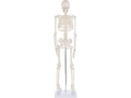 schelet-uman-85-cm-cod-s28-small-3