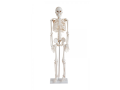 schelet-uman-85-cm-cod-s28-small-0