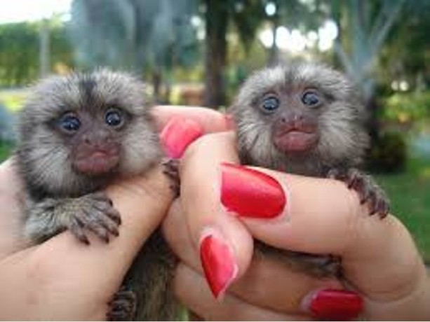 maimute-marmoset-uimitoare-de-vanzare-big-0