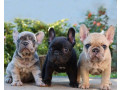 super-french-bulldog-puppies-for-sale-small-0