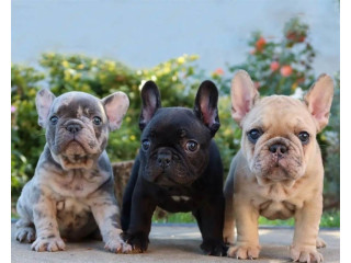 Super French Bulldog puppies for sale