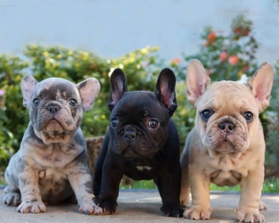 super-french-bulldog-puppies-for-sale-big-0