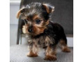 good-yorkshire-terrier-puppies-small-0