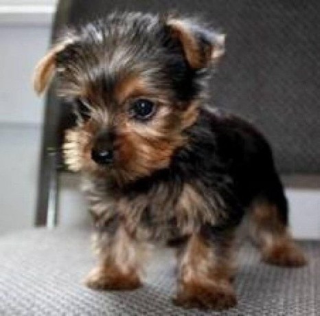good-yorkshire-terrier-puppies-big-0